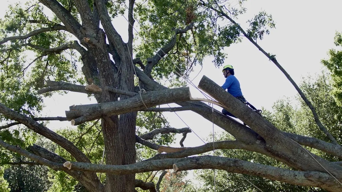 Professional Crown Thinning performed by certified arborists in Loganville