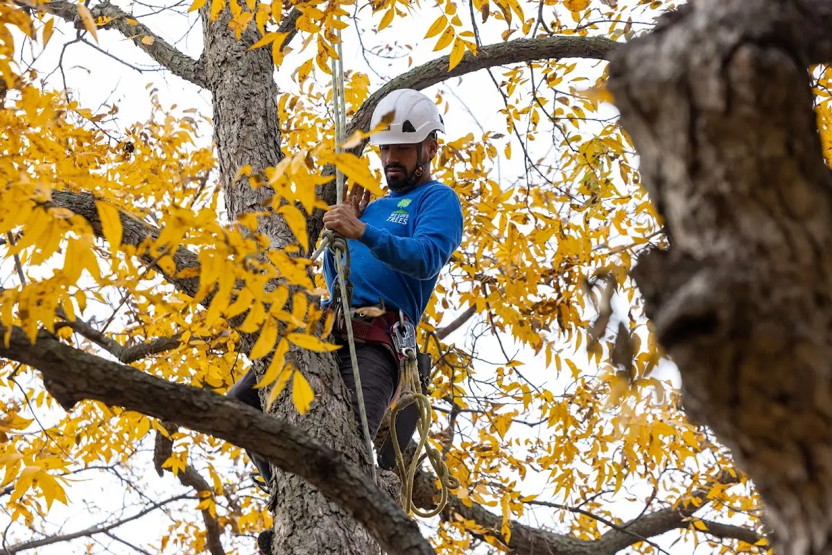 Skilled Tree Planting crew working in Loganville