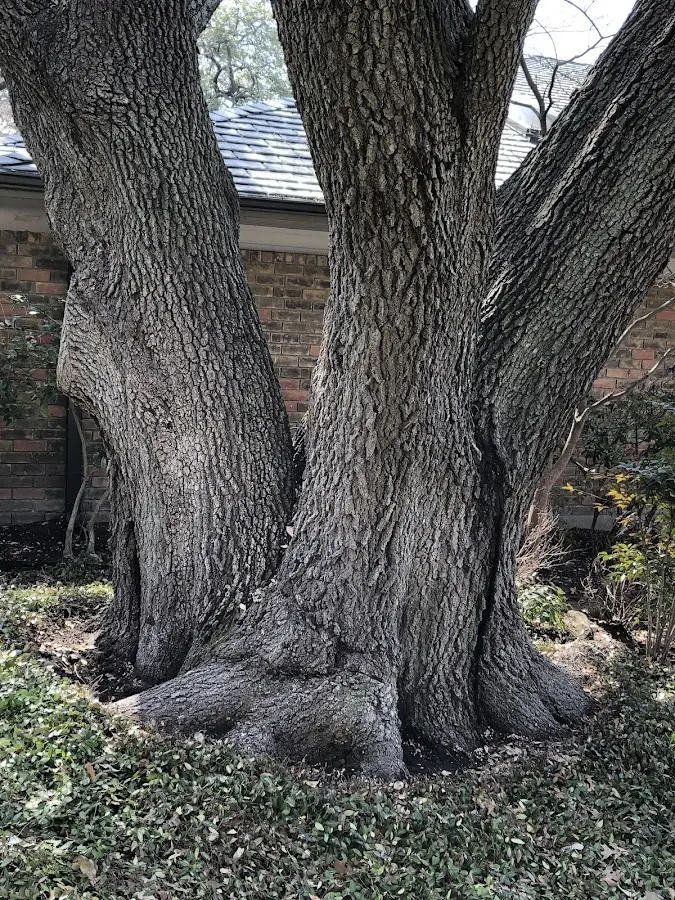 Mature heritage tree close to a Loganville property cared for by certified arborists
